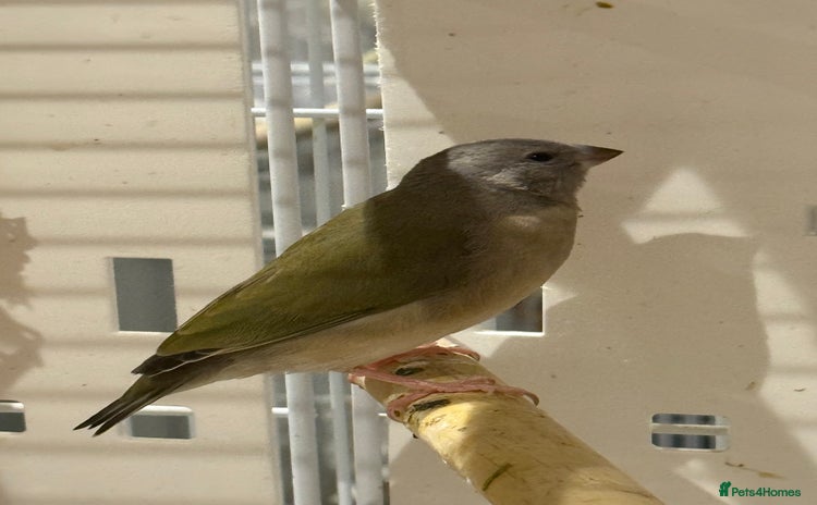 Finches birds gouildan finches available Runcorn  - Advert 1