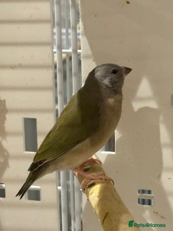 Finches birds gouildan finches available Runcorn - Advert 1