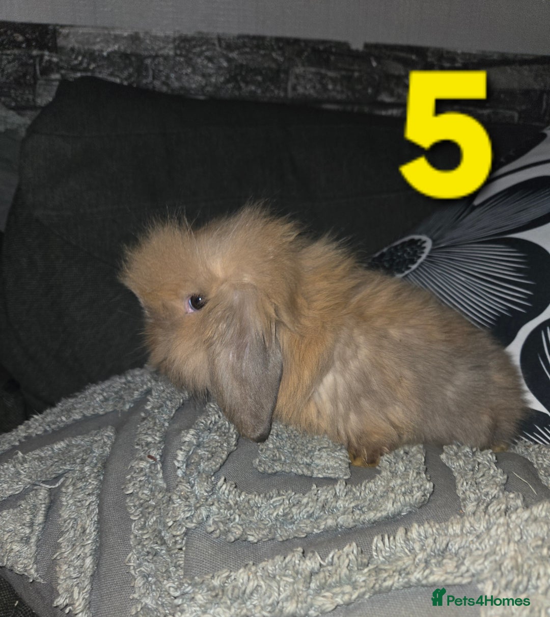 Mini Lion Lop rabbits for sale: Adorable mini lion lop babies mixed - Advert 11