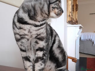 Savannah cats Full Pedigree & TICA Reg F5 Marble Savannah Kitten - Advert 13