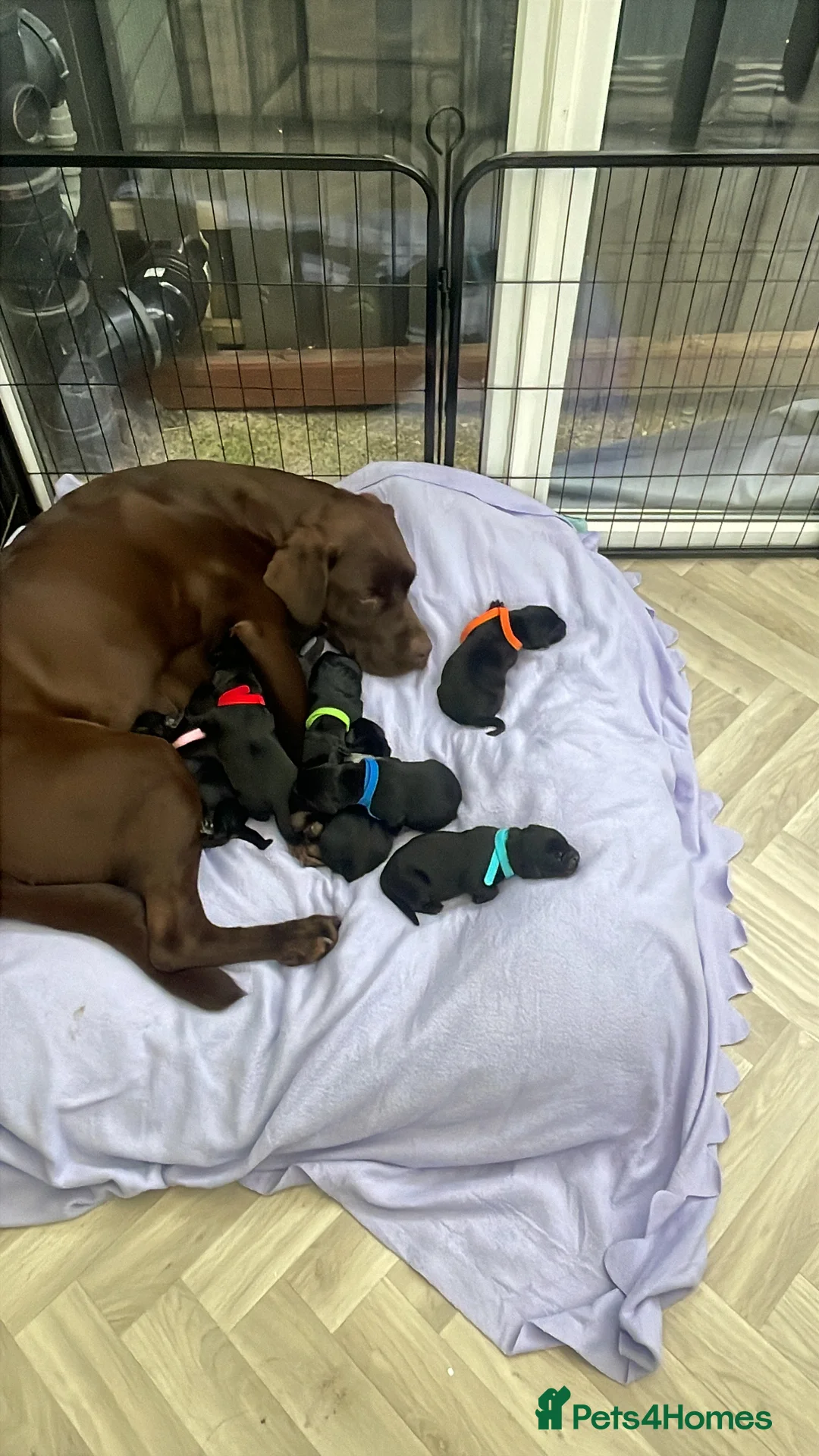 Labrador Retriever dogs for sale: Stunning litter of Labrador Puppies  in Barnsley - Advert 34