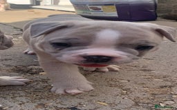 French Bulldog dogs for sale: French bulldog puppies with lilac and merle  - Image 7