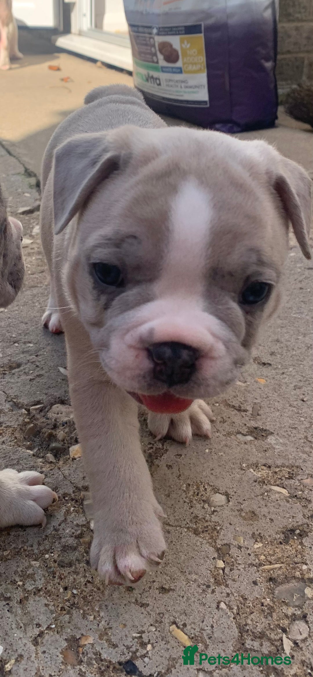 French Bulldog dogs for sale: French bulldog puppies with lilac and merle  - Image 7