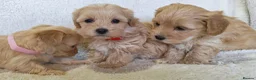 Maltipoo dogs for sale: Miniature Maltipoo Puppies - Advert 10