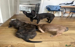 Mixed Breed dogs for sale: Follie (French bulldog / border collie) pups 4sale - Image 1