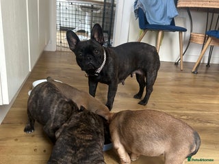 Mixed Breed dogs for sale - Advert 1