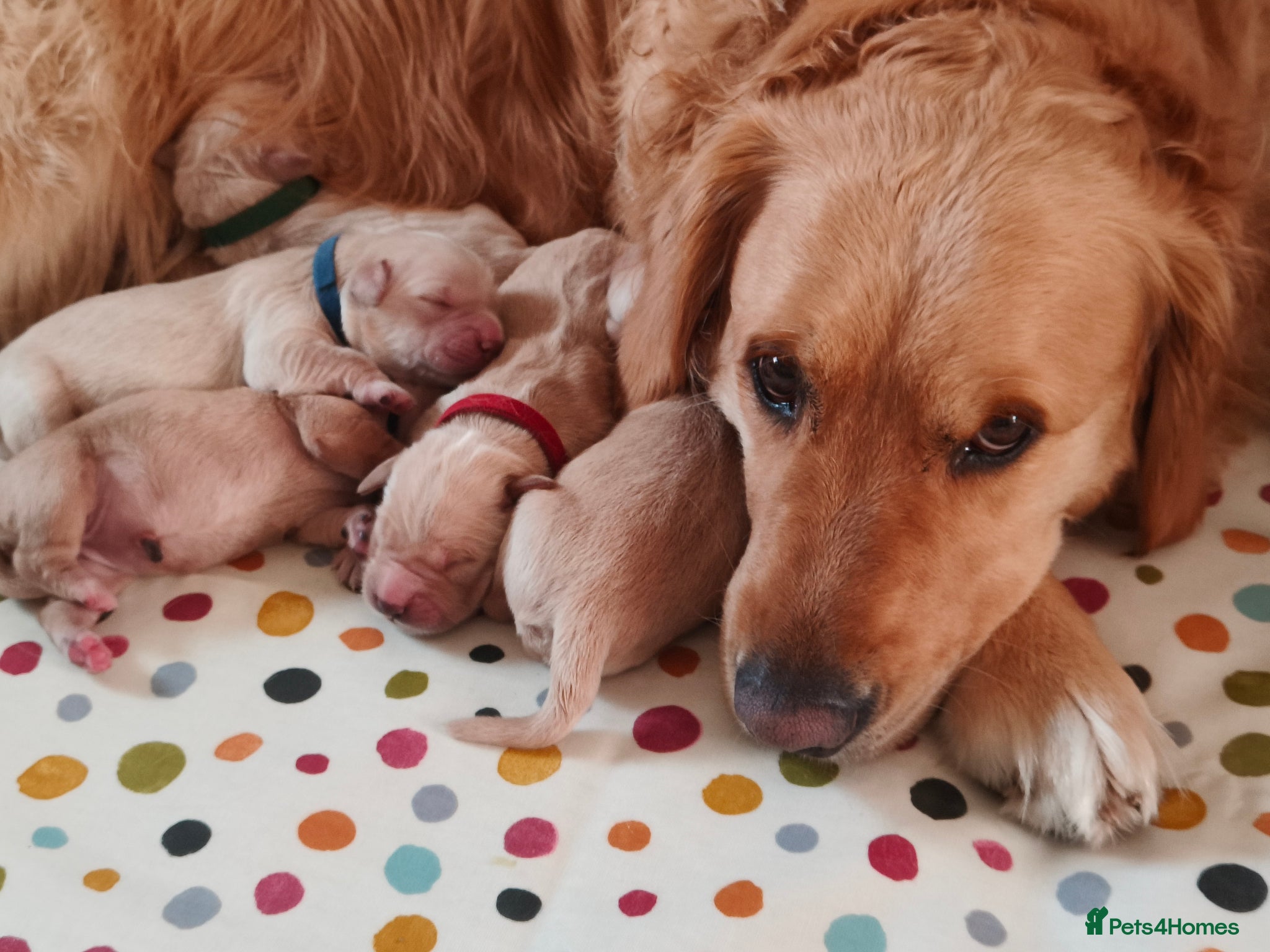 Golden Retriever dogs KC Registered 0/0 score Puppies 3 Females 2 Males - Advert 1