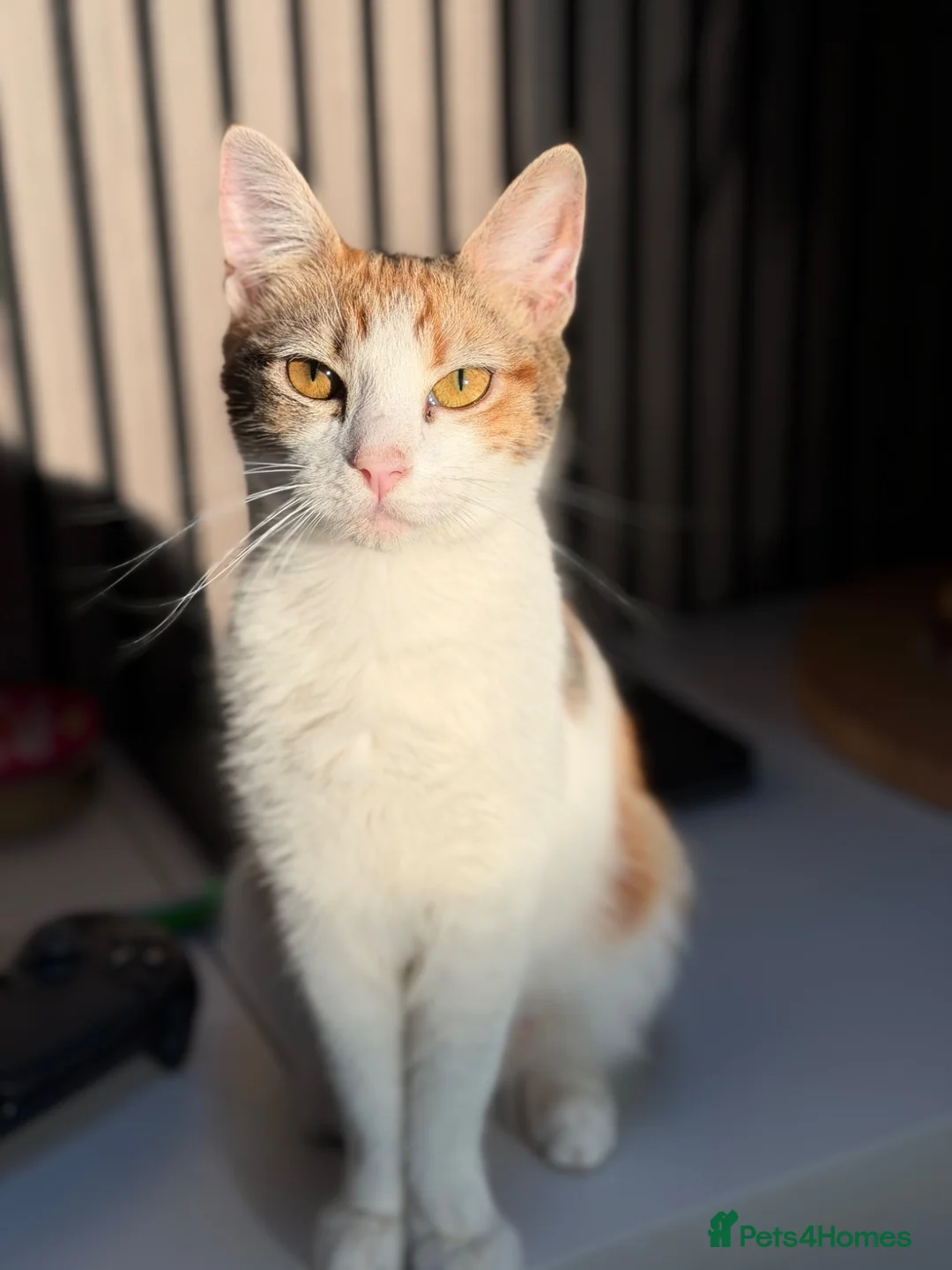 British Shorthair cats for sale: Beautiful tabby girl  - Advert 2