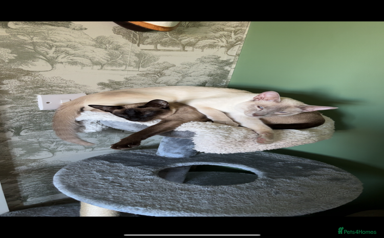 Siamese cats - Advert 3