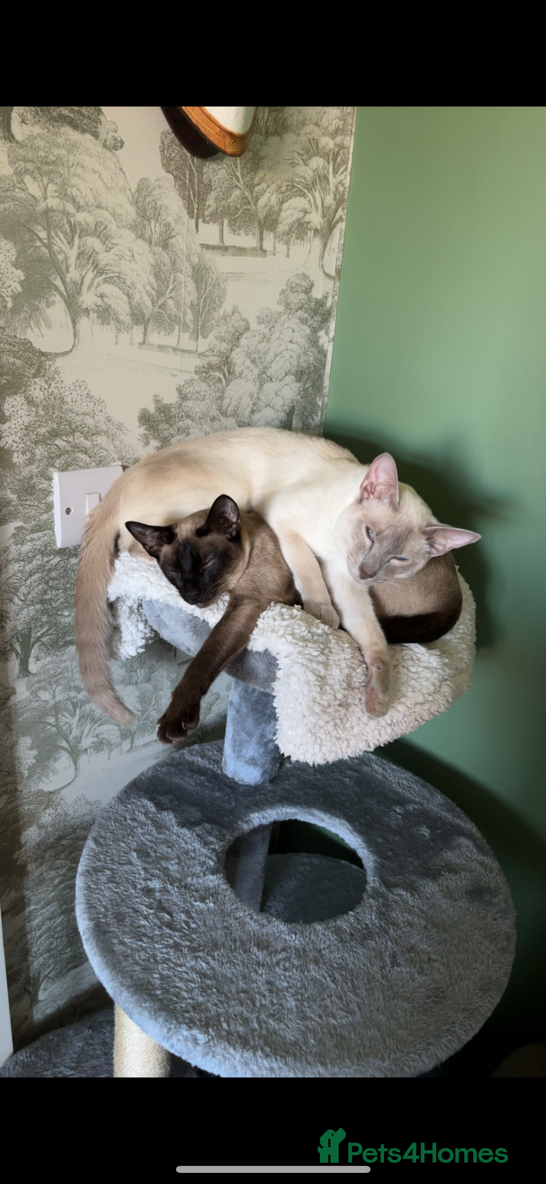 Siamese cats for sale: Siamese cats  - Image 1