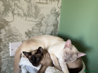 Siamese cats - Advert 16