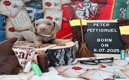 Miniature Dachshund dogs for sale: KC Reg short haired miniature dachshunds - Image 21