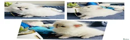 Scottish Fold cats for sale: Pedigree TICA registered boy kittens  - Advert 6