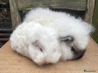 Guinea Pig rodents Sweet baby boys - Advert 5