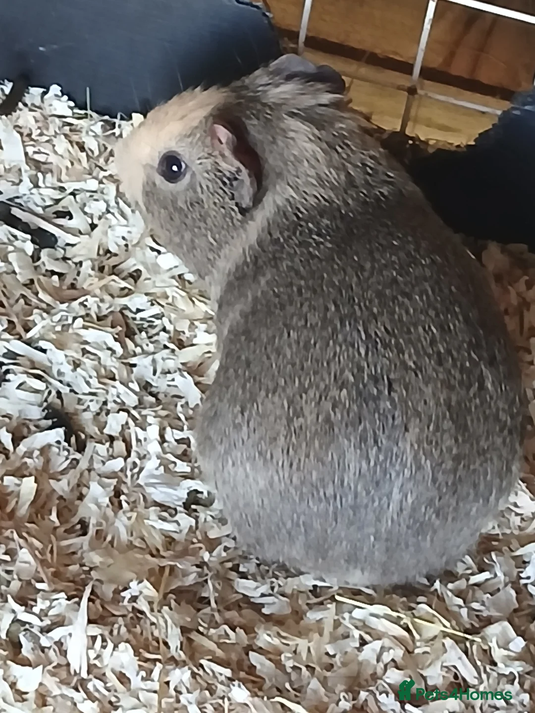 Guinea Pig rodents for sale: Bonded Boar Guinea Pigs for sale - Advert 1