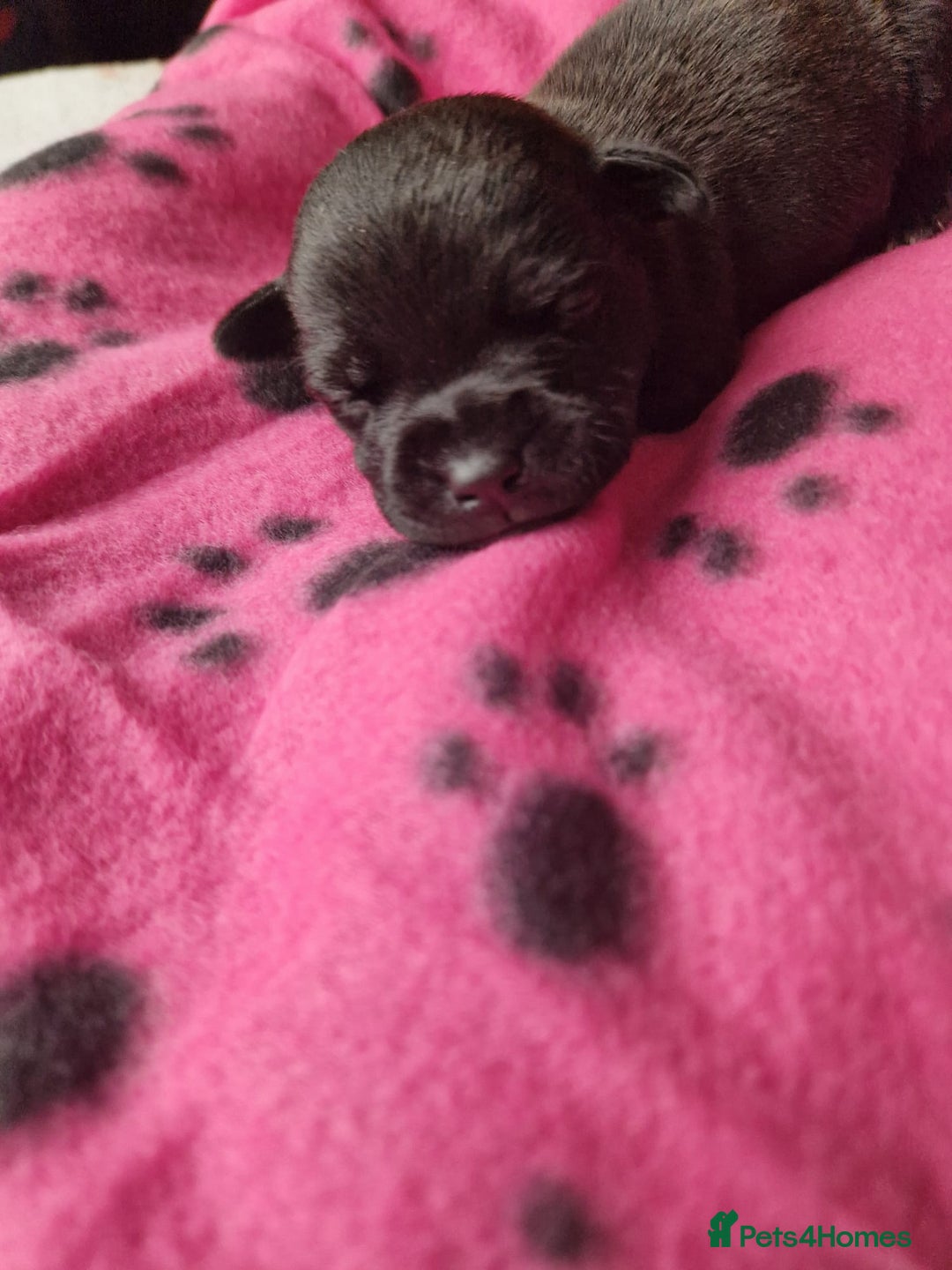 Staffordshire Bull Terrier dogs for sale: Jazz x Otis - BlackBrindles with STUNNING MARKINGS - Image 8