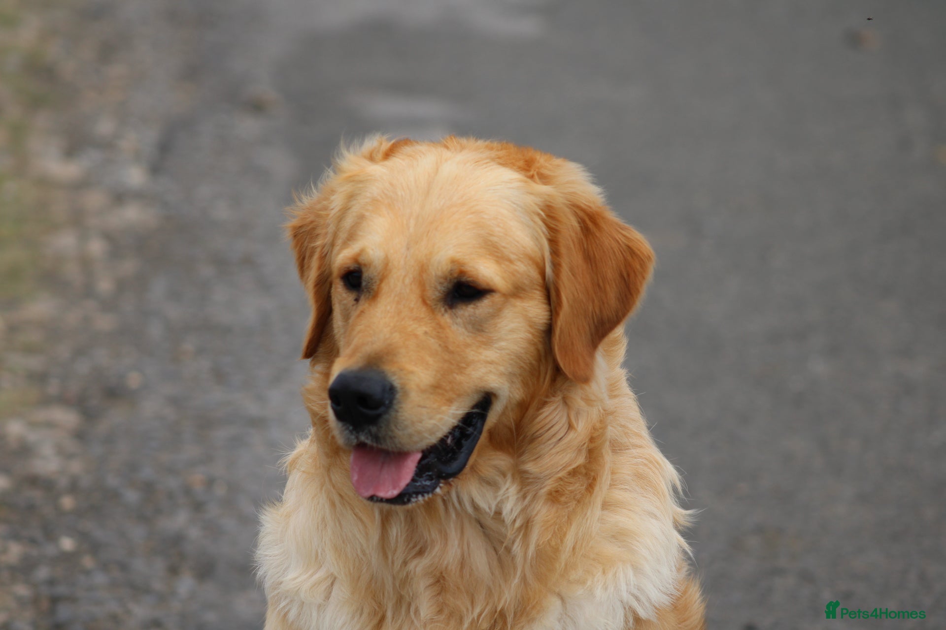 Golden Retriever dogs GOLDEN RETRIEVER STUD DOG  - Advert 5