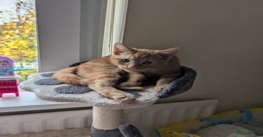 British Longhair cats - Advert 8