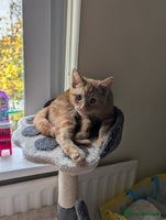 British Longhair cats - Advert 8