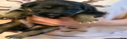 German Shepherd dogs for sale: 🐾 KC Registered German Shepherd Puppies 🐾 in Kirkcaldy - Advert 3