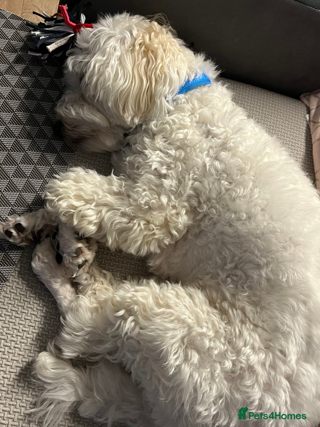 Bichon Frise dogs for sale: Loving home wanted  - Image 3