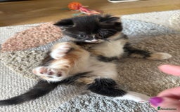 Mixed Breed cats for sale: 3 beautiful kittens for sale.  - Image 4