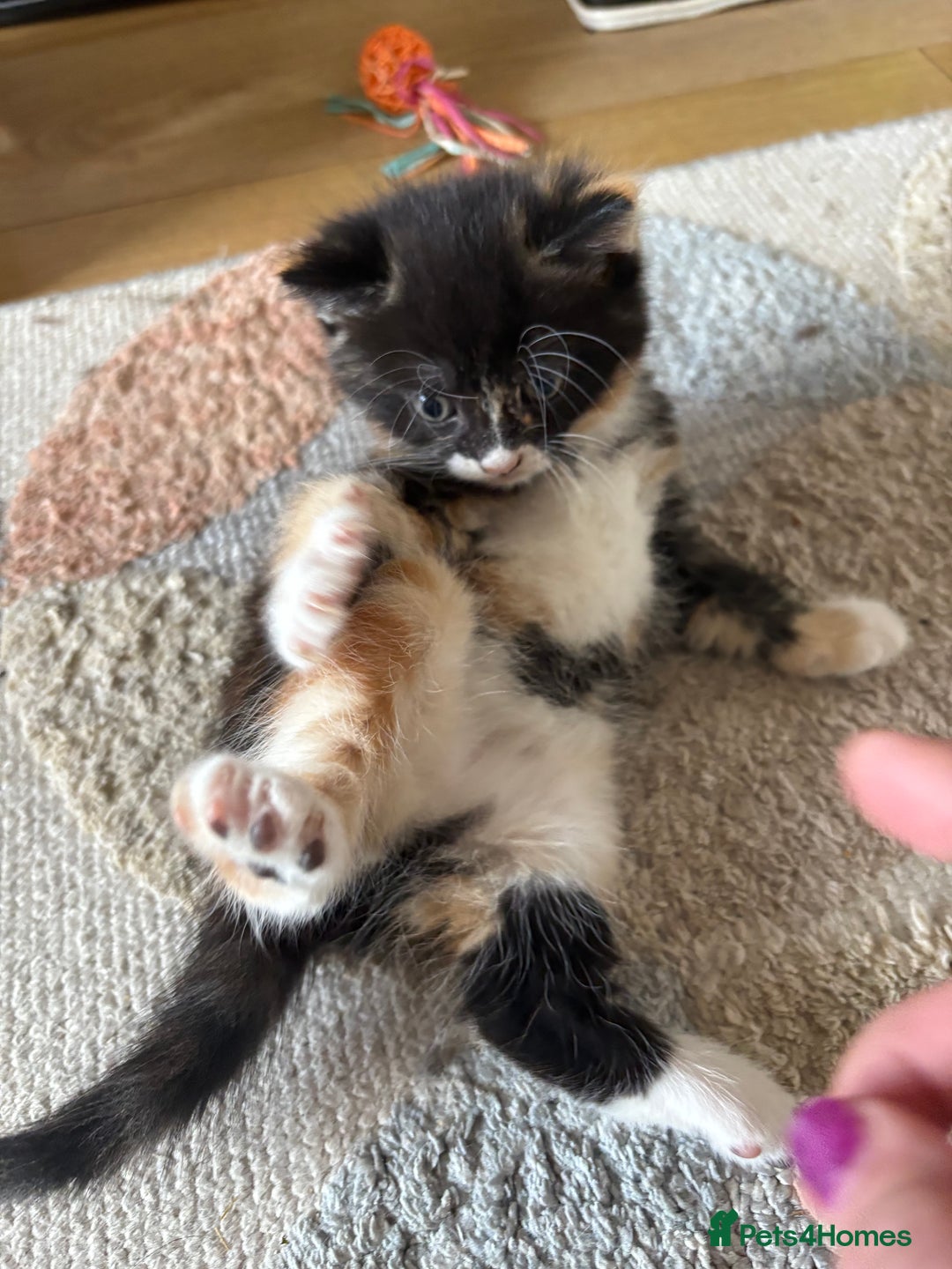 Mixed Breed cats for sale: 3 beautiful kittens for sale.  - Image 4