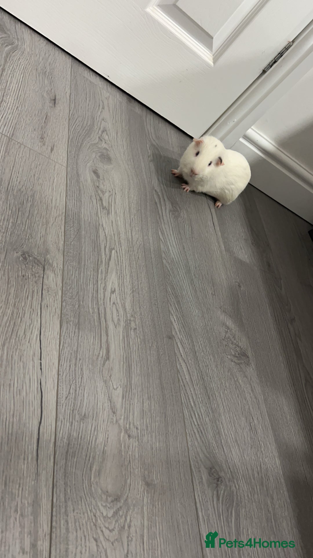 Guinea Pig rodents for sale: 2 male Guinea pigs for sale, cage included - Image 4
