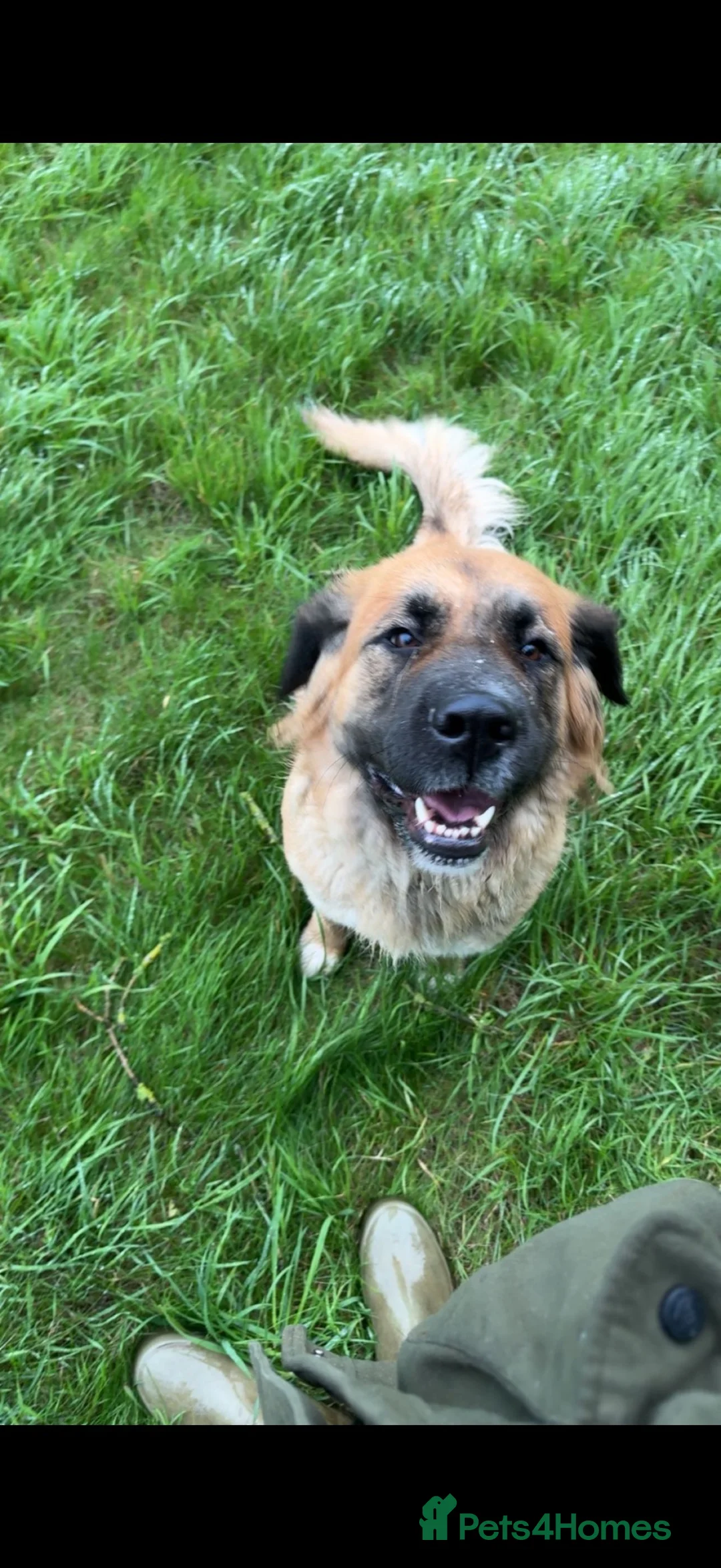 Mixed Breed dogs for sale: Working St Bernard cross German Shepherd - Advert 2