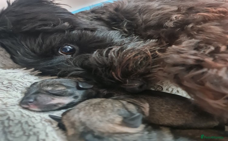 Miniature Schnauzer dogs - Advert 1