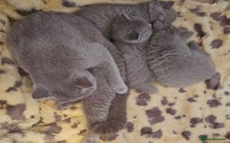 British Shorthair cats for sale: Gorgeous health tested British Blue short/longhair - Image 7