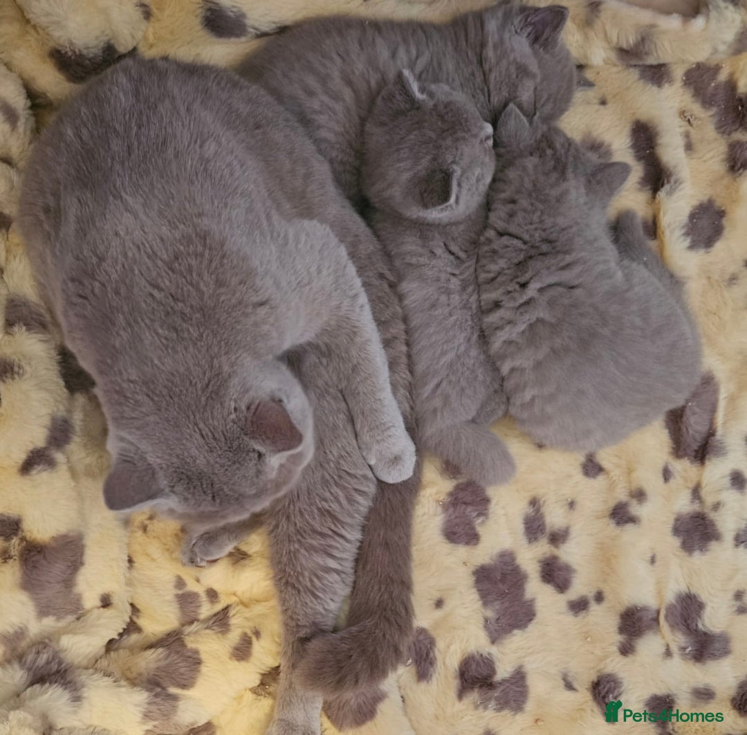British Shorthair cats for sale: Gorgeous health tested British Blue short/longhair - Image 7