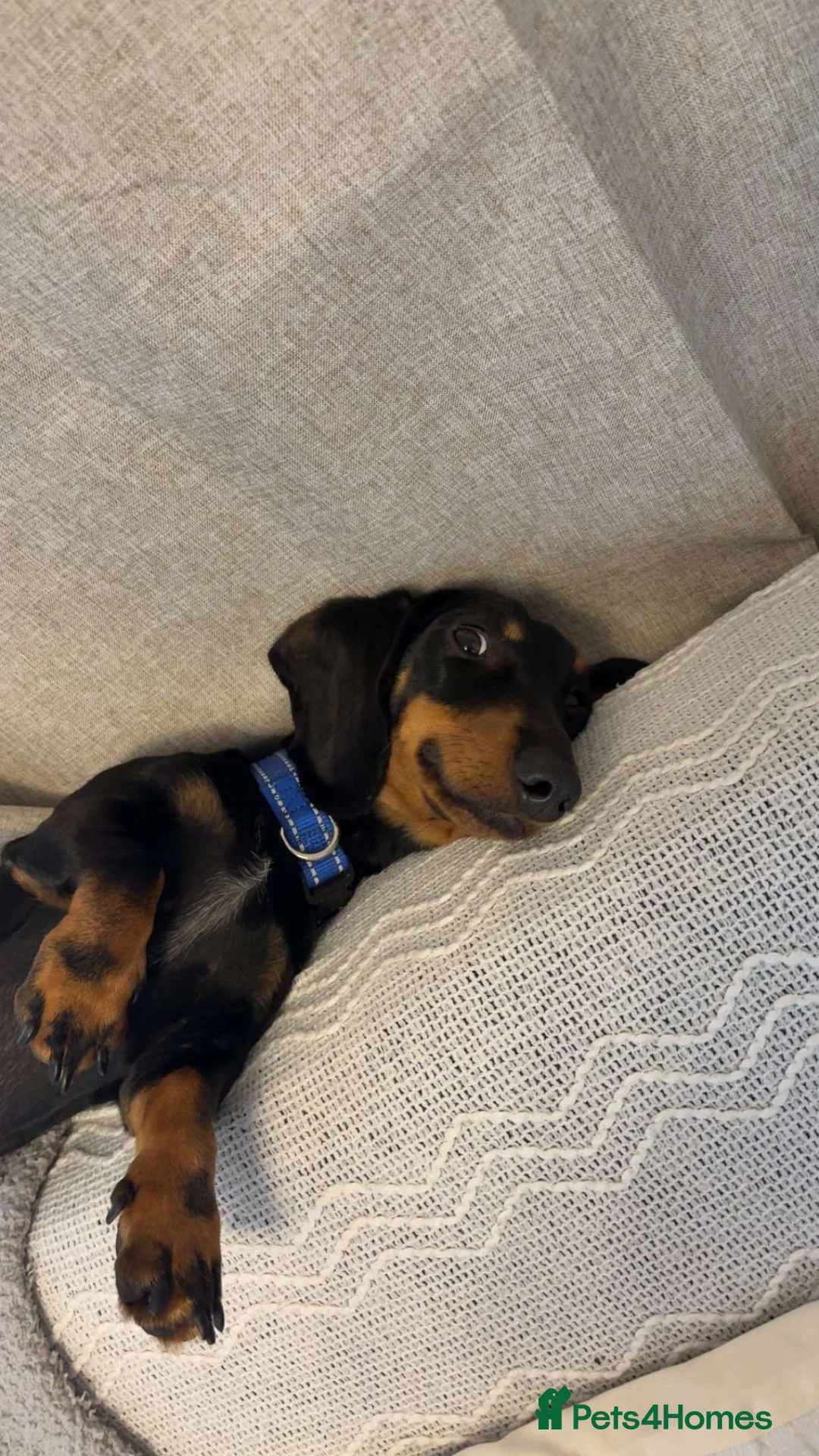 Miniature Dachshund dogs for sale: True miniature dauchund for sale  - Advert 4