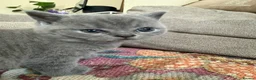 British Shorthair cats for sale:  Adorable kittenBlue British Shorthair  GCCF - Advert 17