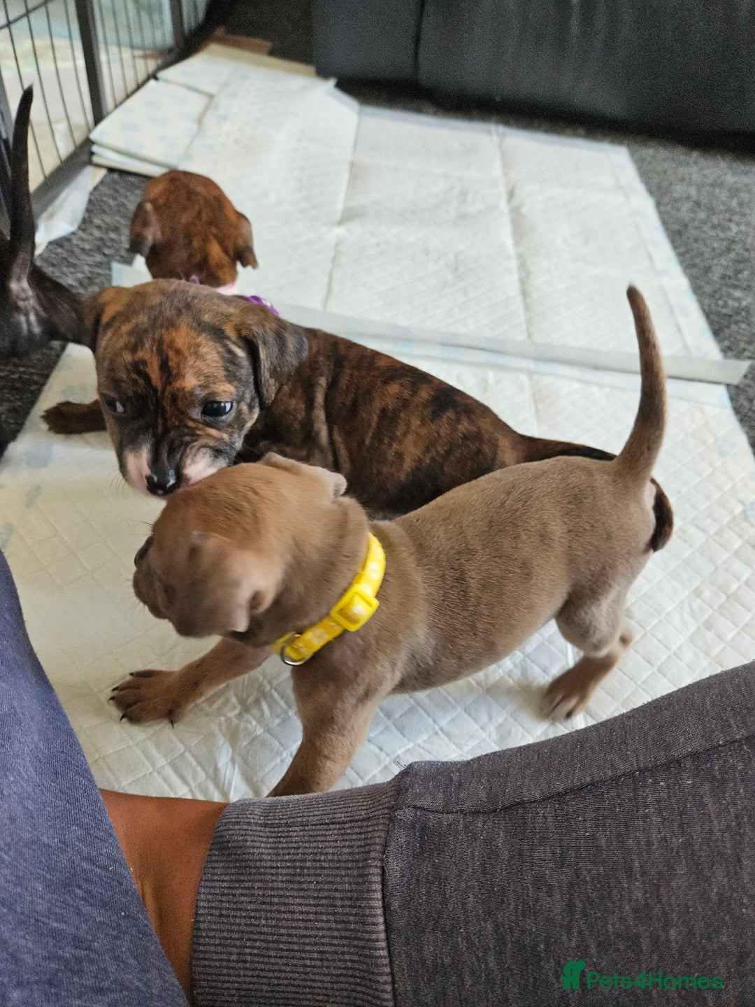 Staffordshire Bull Terrier dogs for sale: 🐶  STAFFY PUPPYS 🐶  - Image 11