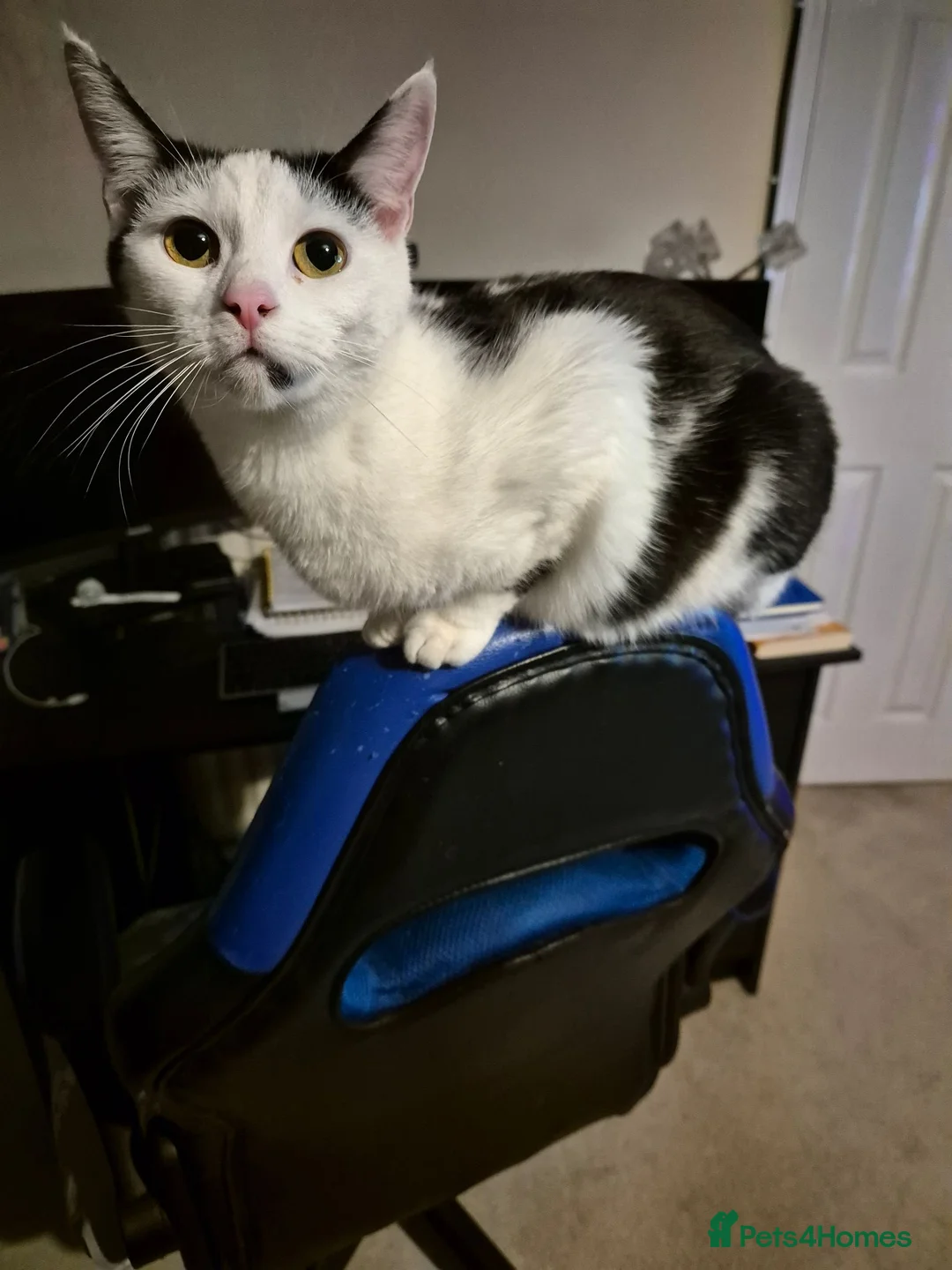 Mixed Breed cats for sale: Black and white Cat -£30 - Advert 2