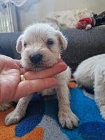 Miniature Schnauzer dogs Miniature schnauzer READY 21 DECEMBER - Advert 1