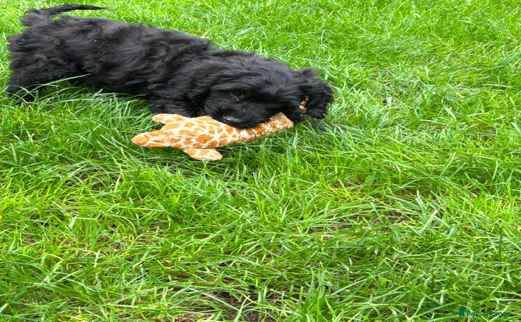 Cockapoo dogs - Advert 3