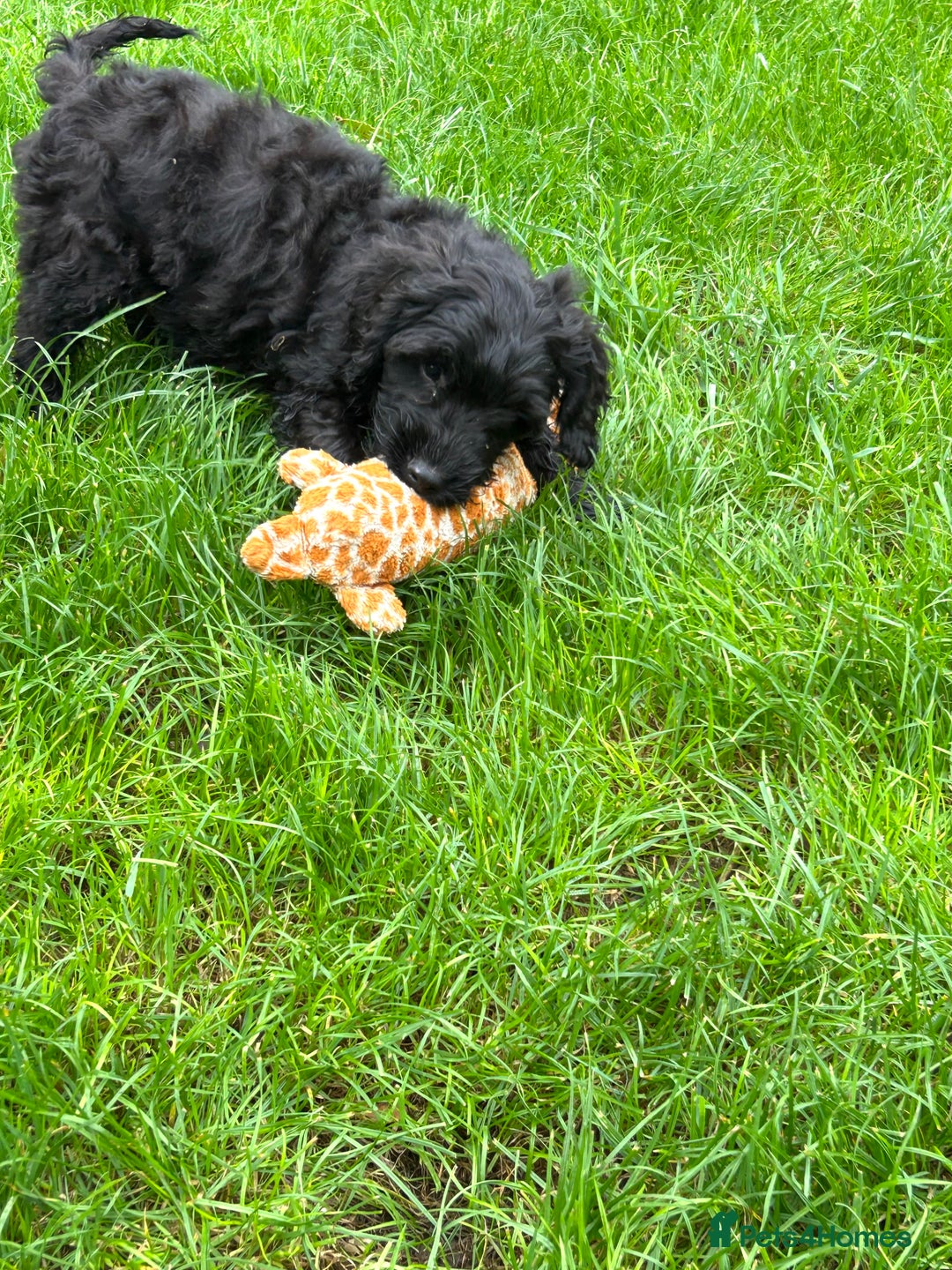 Cockapoo dogs for sale: Beautiful miniature Teddybear Cockapoo  puppies  - Image 2