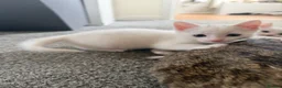 Mixed Breed cats for sale: 4 white kittens available soon  - Advert 8