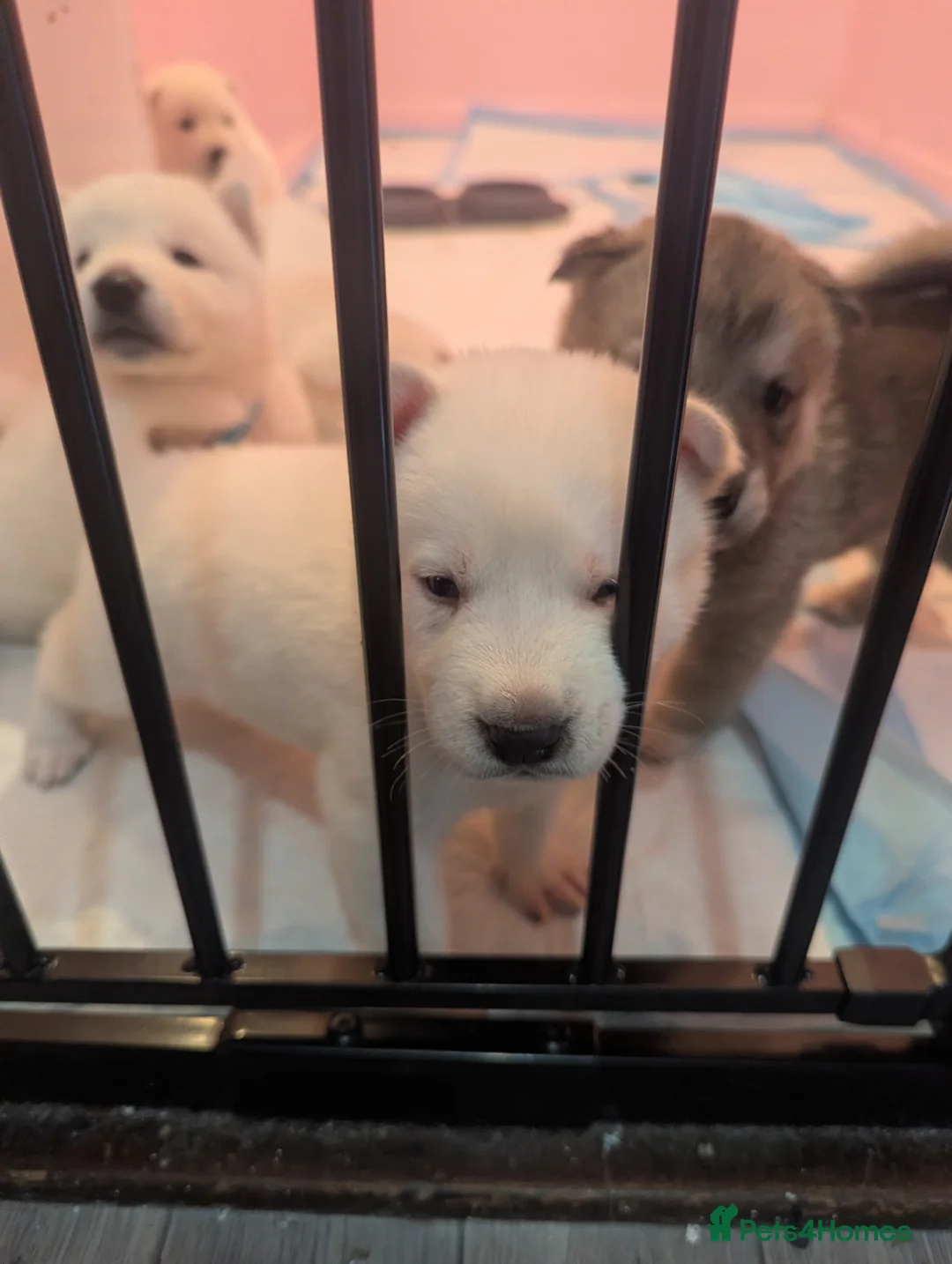 Huskita dogs for sale: One stunning huskita boy left  - Advert 4