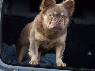 French Bulldog dogs in Manchester - Advert 16