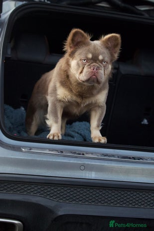 French Bulldog dogs in Manchester - Advert 11