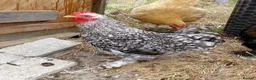 Chickens poultry for sale: Handsome Pekin Cockerels Free - Advert 6