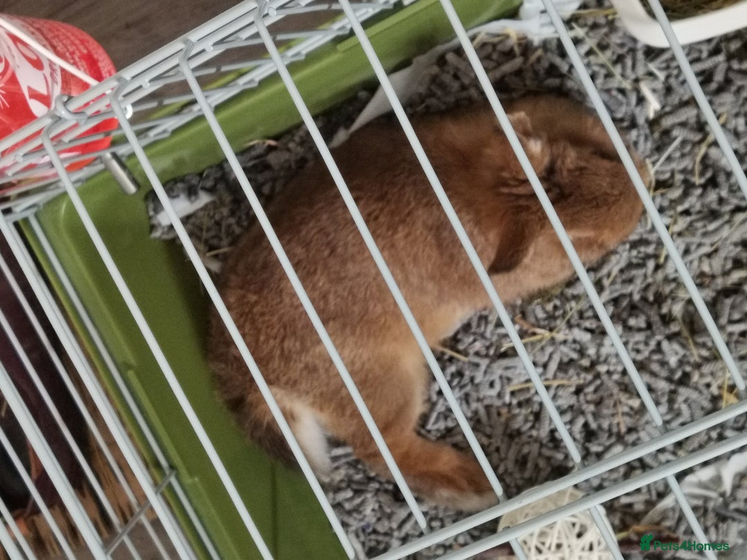Netherland Dwarf rabbits for sale: Unique, Rare Red Fox Rabbit for sale - Advert 16