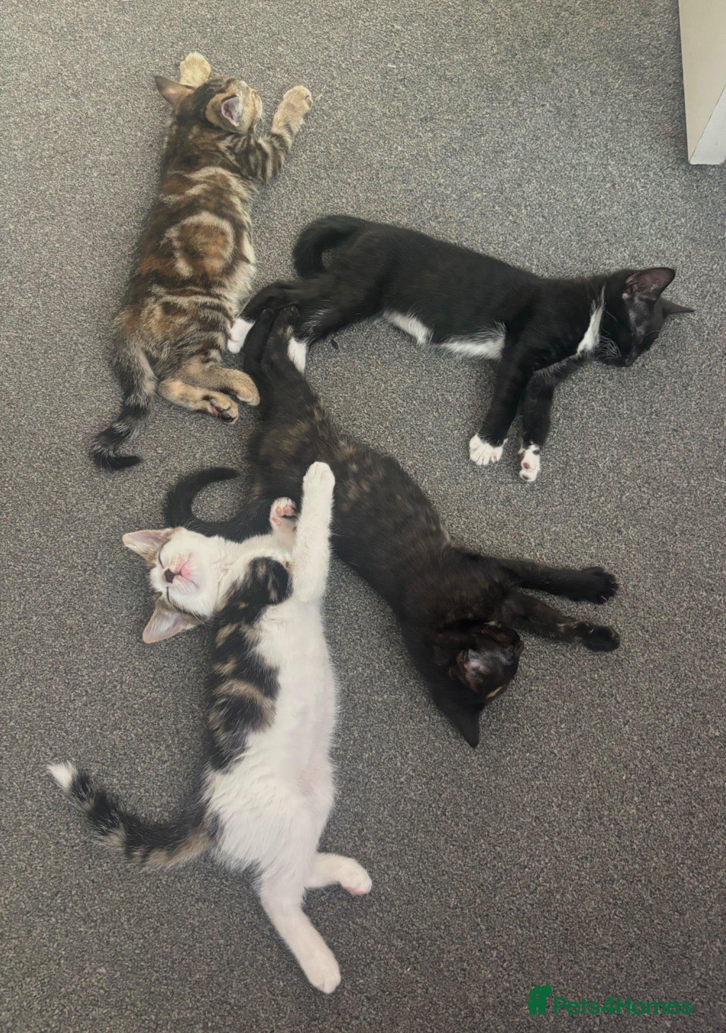 Domestic Shorthair cats Beautiful Kittens - Advert 8