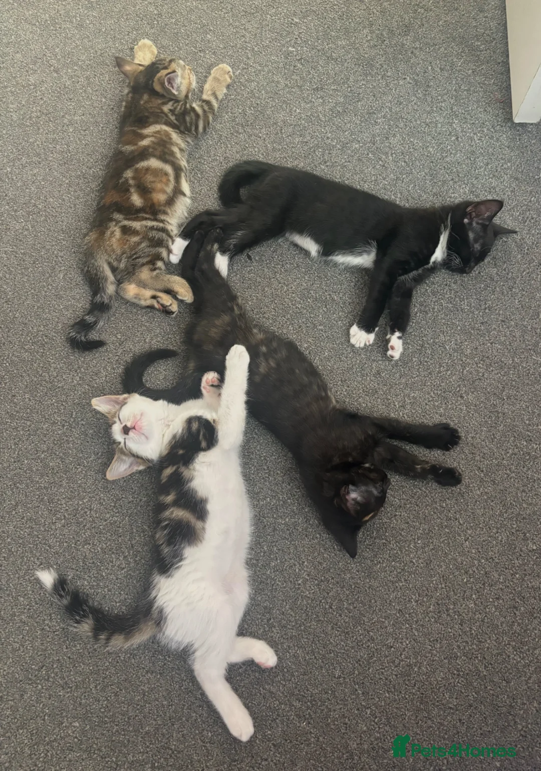 Domestic Shorthair cats for sale: Beautiful Kittens - Advert 1