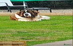 Saint Bernard dogs for stud: Stunning KC reg saint Bernard for stud.  in Chester - Image 19