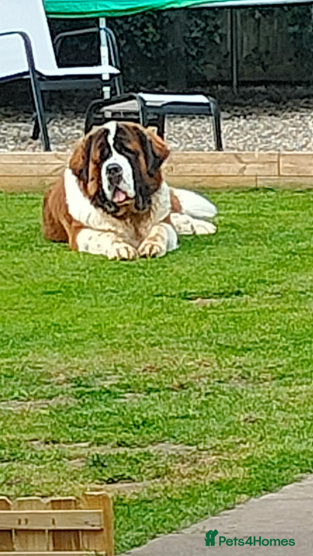 Saint Bernard dogs for stud: Outstanding KC reg saint Bernard for stud.  in Chester - Advert 19