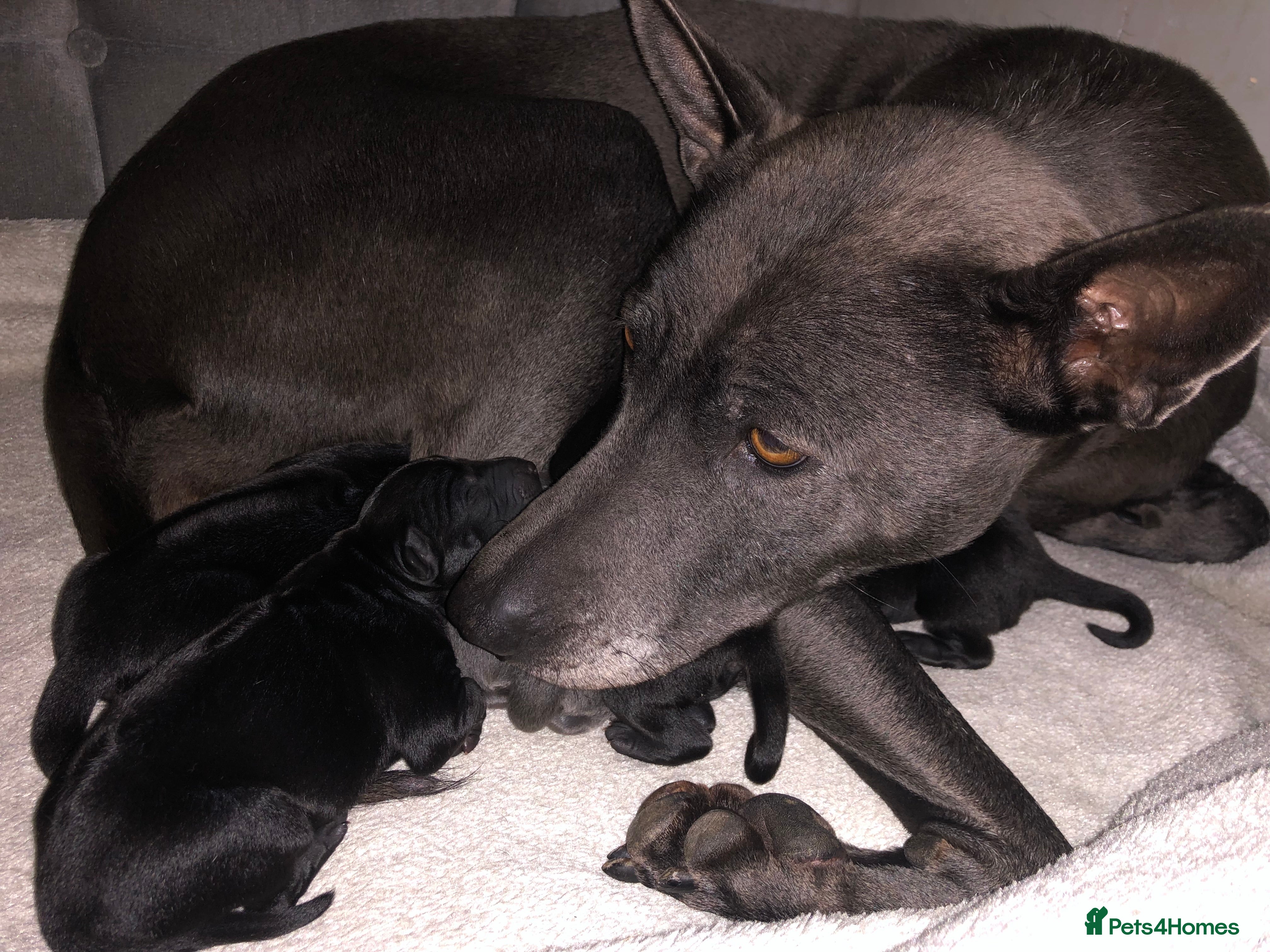 Thai Ridgeback dogs Thai Ridgeback pup only 2 girls left !! - Advert 1